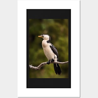 Little Pied Cormorant Posters and Art